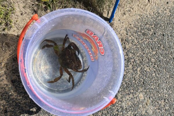 crabbing 2